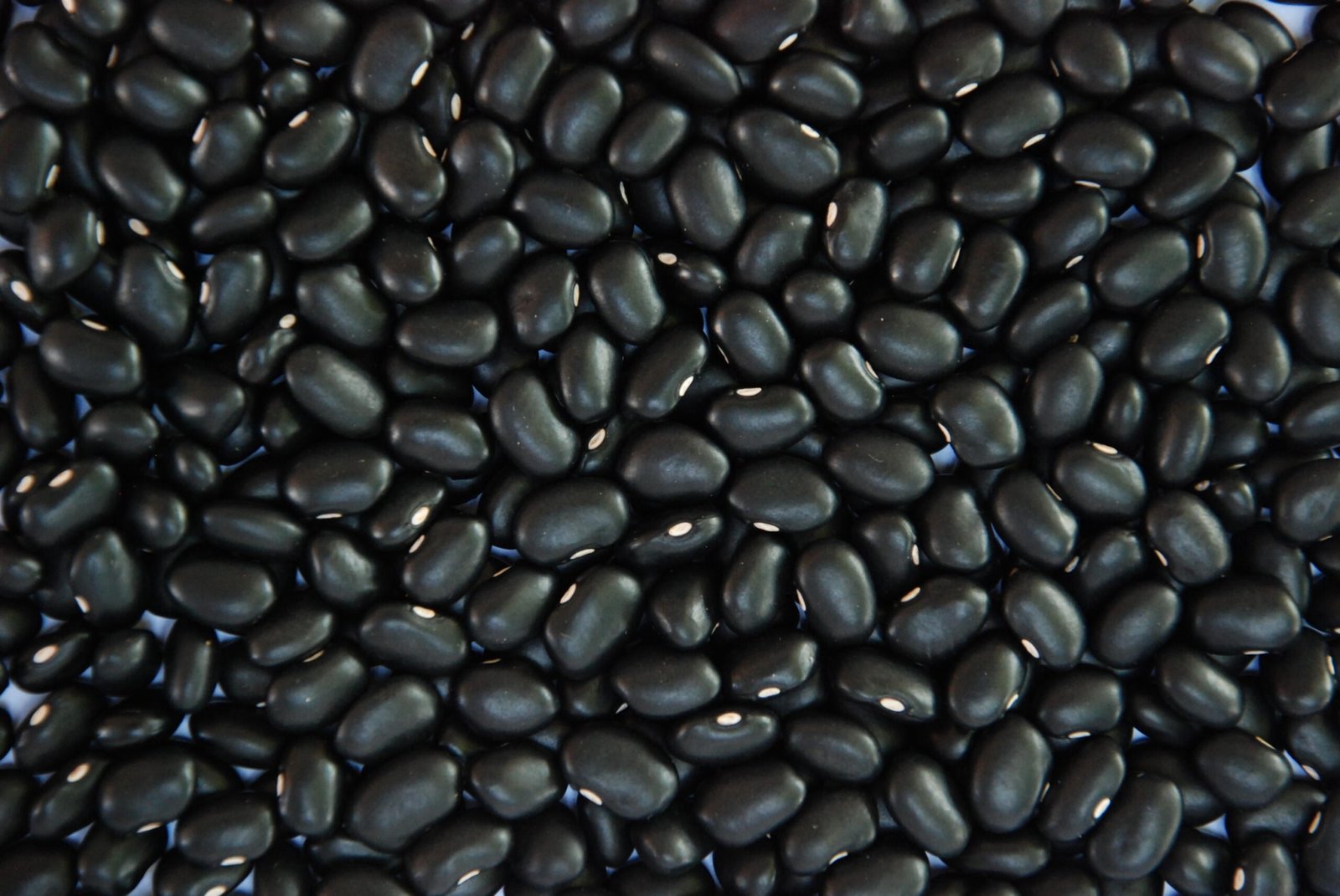 feijão-preto BRS Esteio, da Embrapa