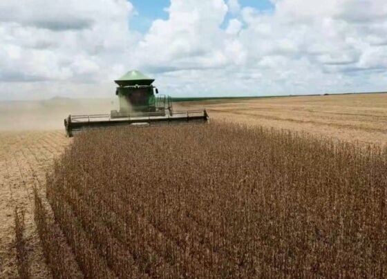 Com saca em declínio, ritmo da colheita da soja desacelera em MT
