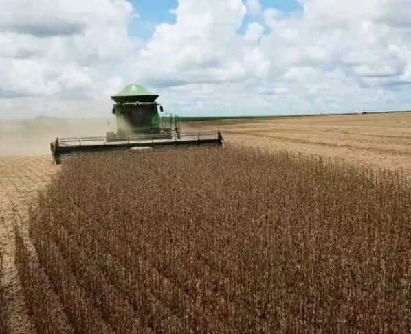 Com saca em declínio, ritmo da colheita da soja desacelera em MT
