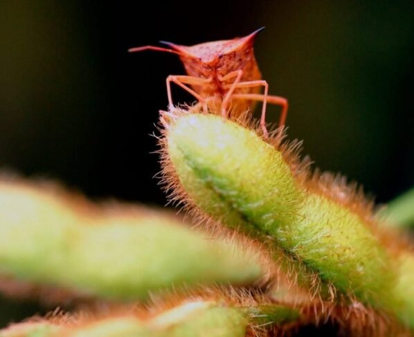 VERDAVIS, da Syngenta