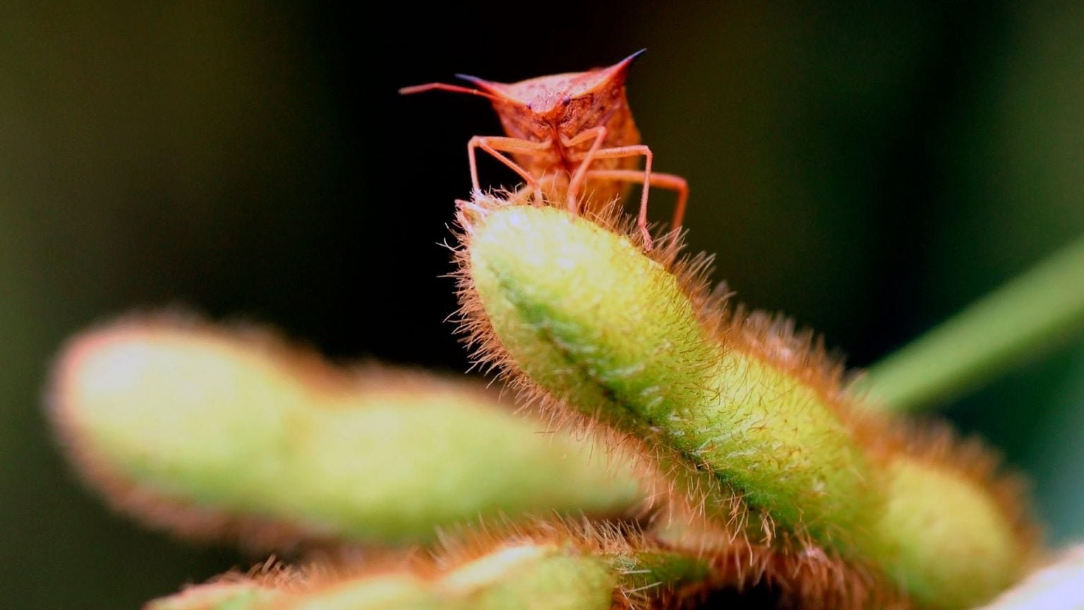 VERDAVIS, da Syngenta