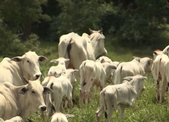 Foto: Reprodução/Giro do Boi.