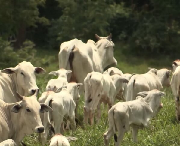 Foto: Reprodução/Giro do Boi.