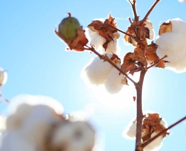 Algodão baiano resiliência, cotonicultura; oeste da bahia; safra história