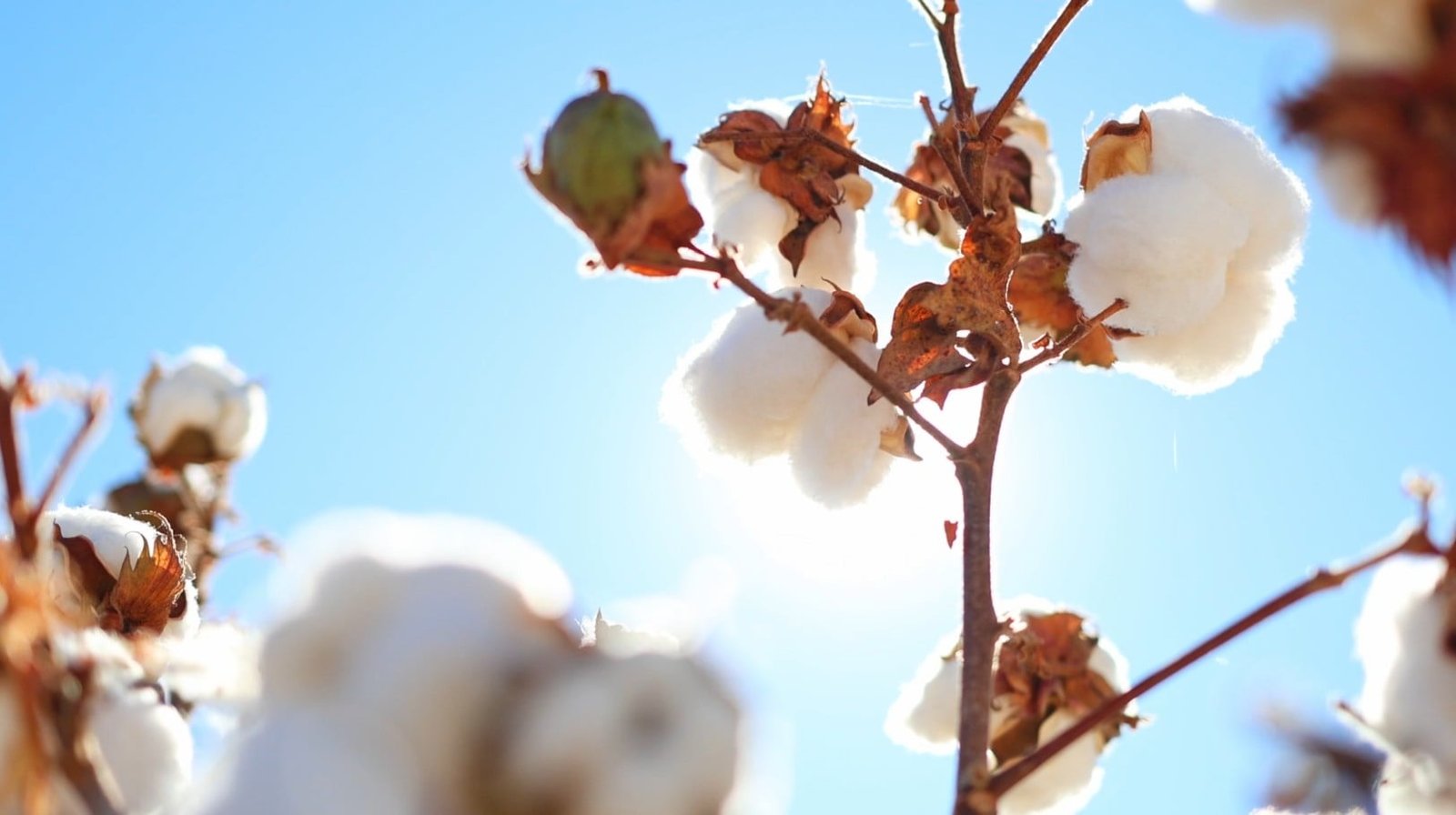 Algodão baiano resiliência, cotonicultura; oeste da bahia; safra história