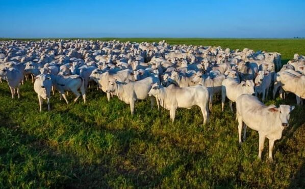 passaporte verde imac gado boi mato grosso foto imac