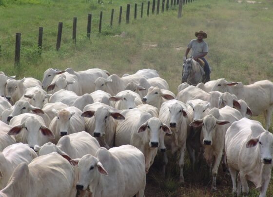 Nelore vacada vacas pecuarista boi