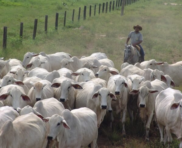 Nelore vacada vacas pecuarista boi