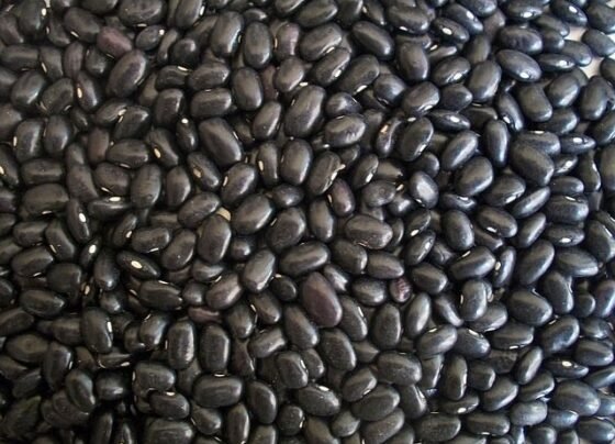 Dia das Leguminosas: feijão preto é sucesso nas mesas do Sudeste; conheça seus benefícios