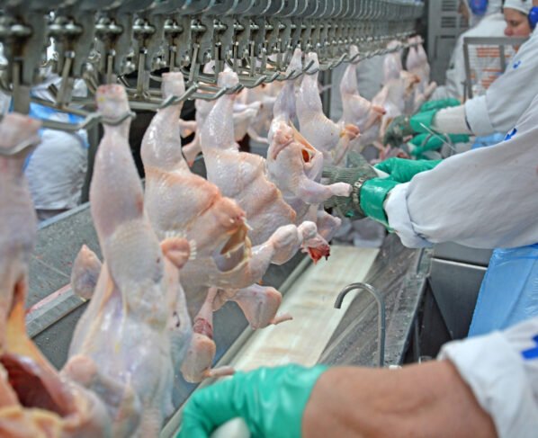 abate de frangos em frigorífico, aves, produtos avícolas