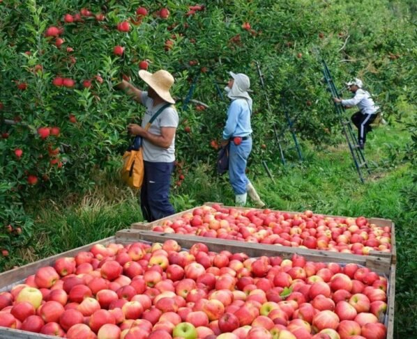 colheita de maçã
