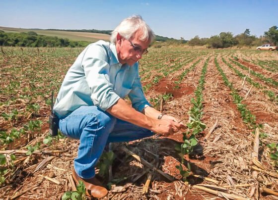 plantação de soja em Mato Grosso do Sul