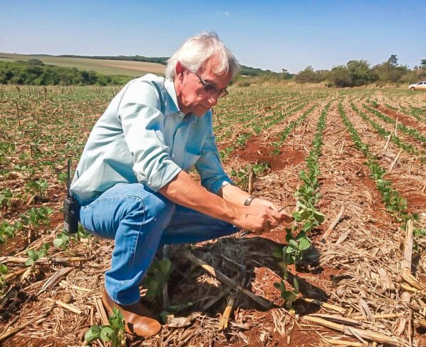 plantação de soja em Mato Grosso do Sul