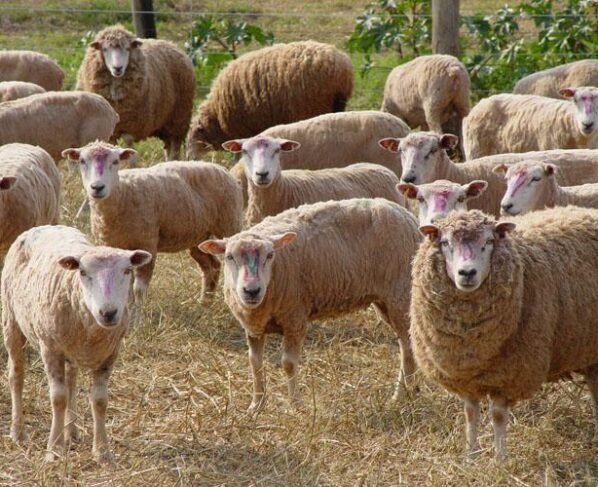 OVINOS, OVELHAS, cooperativismo