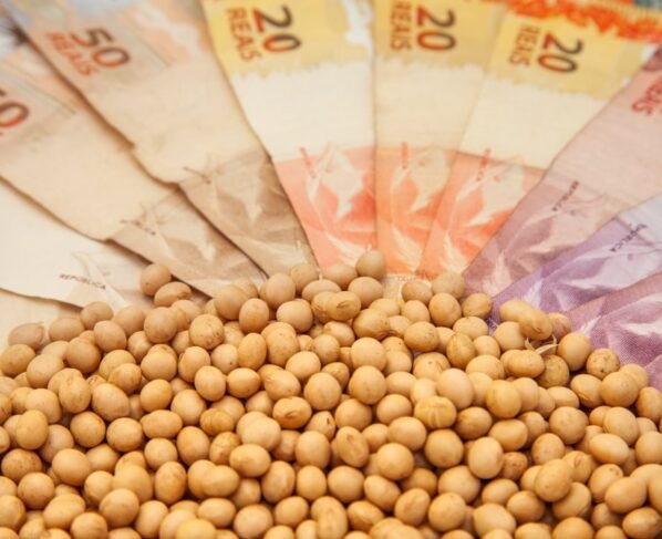 preço soja cotação - preços ao produtor agropecuário