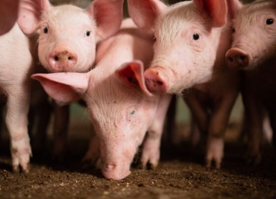 suínos, suinocultura - Doença de Aujeszky, automação, economia, suíno, custos