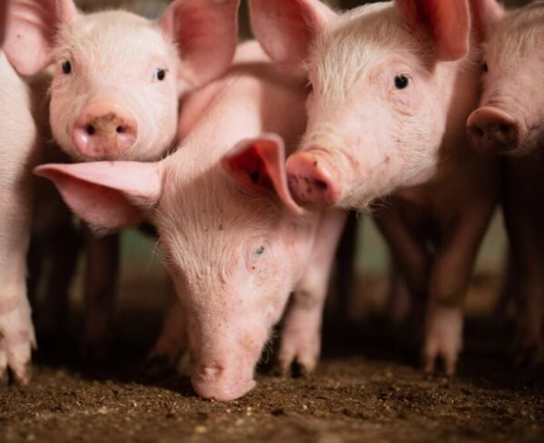 suínos, suinocultura - Doença de Aujeszky, automação, economia, suíno, custos