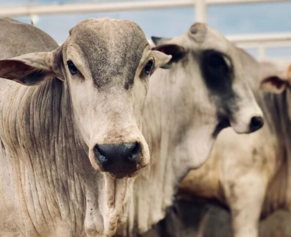 Cria, recria e engorda na pecuária