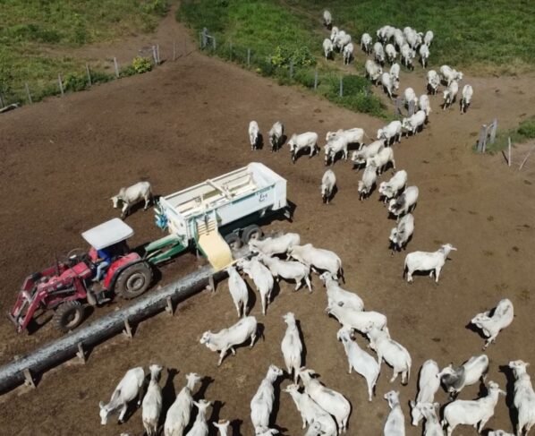 Foto: Reprodução/Giro do Boi.