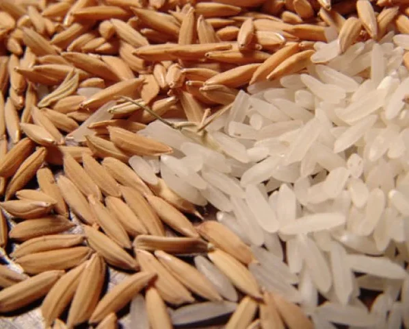 Arroz dispara com demanda aquecida e pressiona mercado no Sul do país