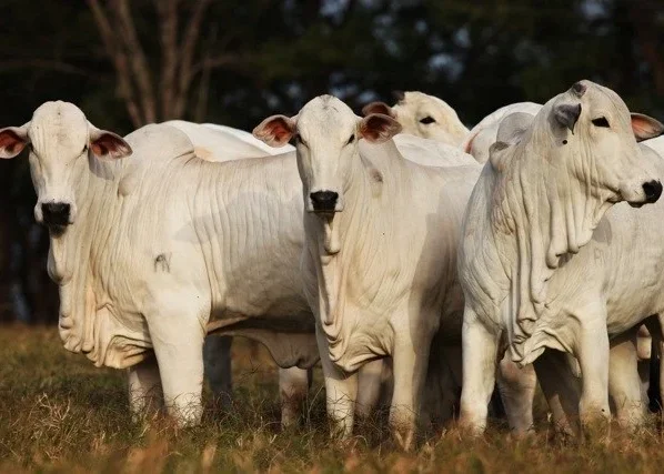 boi gordo, frigoríficos