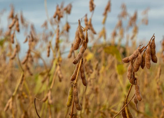 produtividade da soja