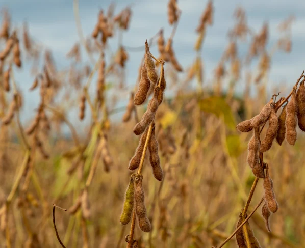 produtividade da soja