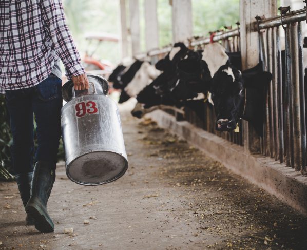 Produção de leite, produtor, leite, vacas, pecuária