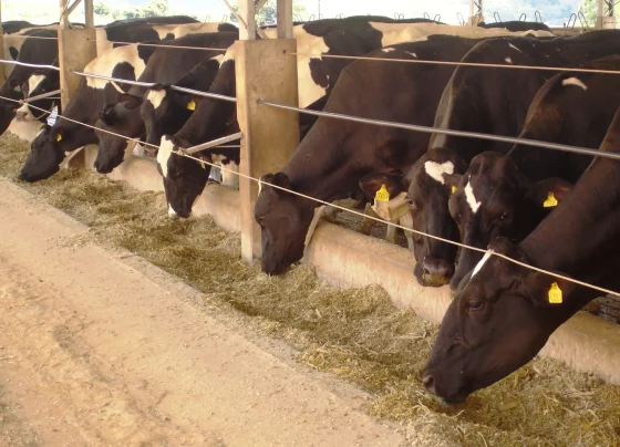 nutrição animal; bovinos