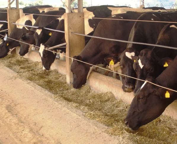 nutrição animal; bovinos