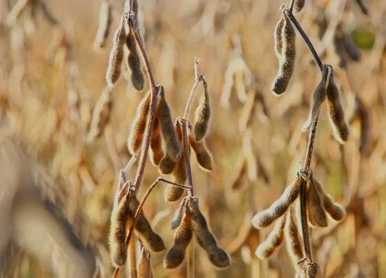 vagens de soja no campo