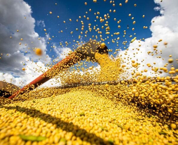 soja - grãos