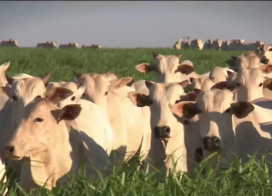 Foto: Reprodução/Giro do Boi.