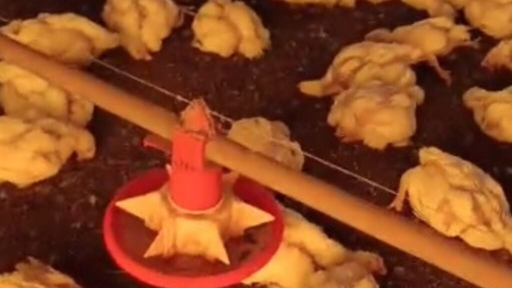 aves mortas por falta de energia