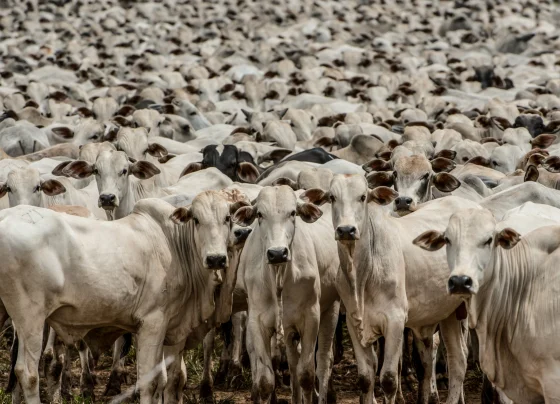boi gordo, boiada, pecuária, gado, rebanho, bovino, goiás