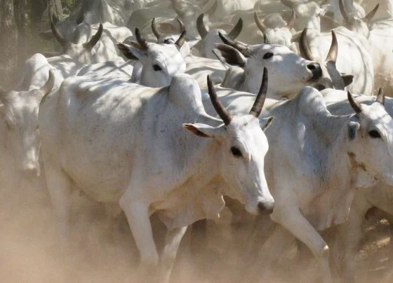 boiada, carne orgânica do Pantanal, boi