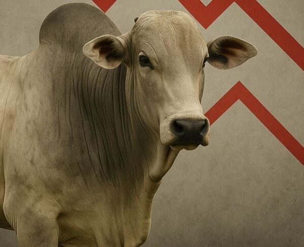 arroba boi gordo preços queda