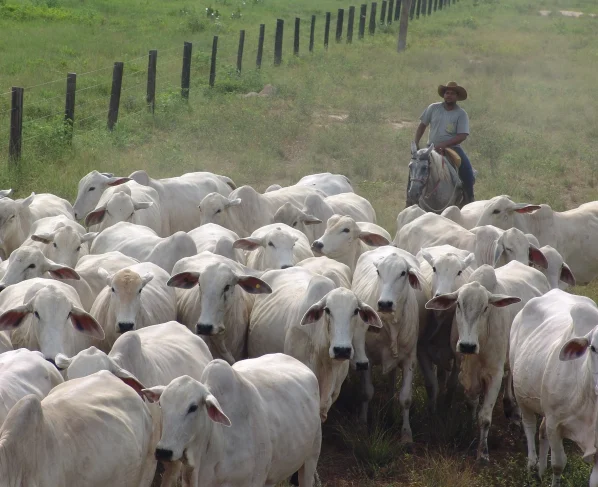 Nelore vacada vacas pecuarista boi
