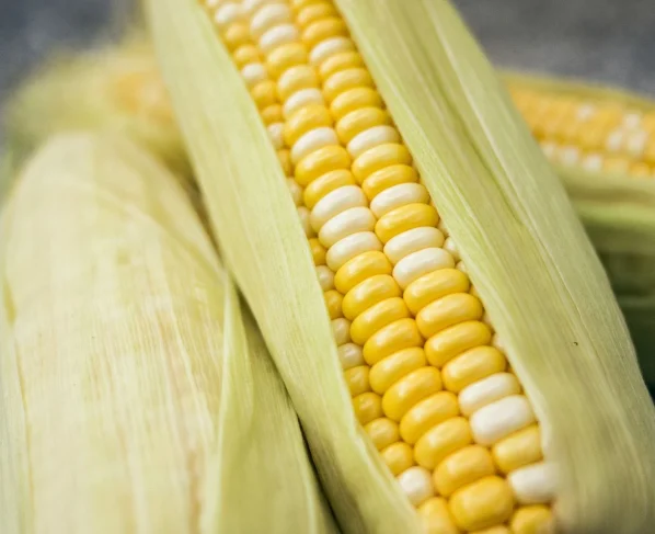 De janeiro a agosto, a China importou 930 mil toneladas de milho, recuo de 92,7% na comparação anual, segundo o Gacc. Foto: Pixabay.