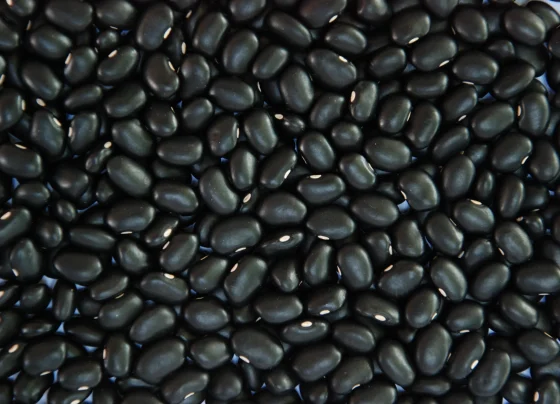 feijão-preto BRS Esteio, da Embrapa