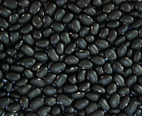 feijão-preto BRS Esteio, da Embrapa