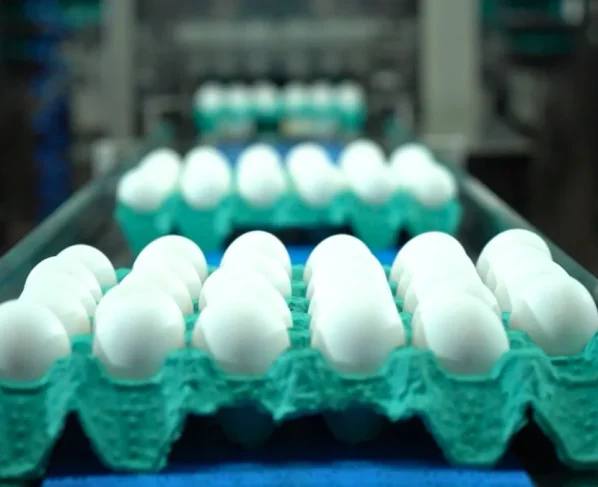 Linha de produção de ovos