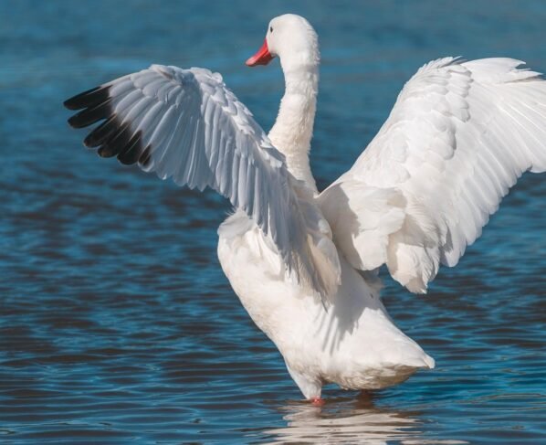 cisne gripe aviária