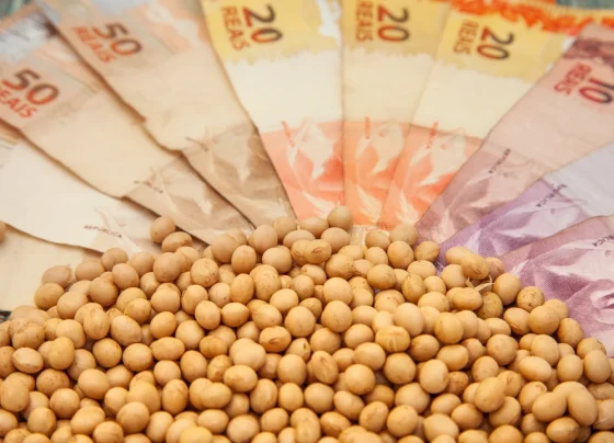 preço soja cotação - preços ao produtor agropecuário