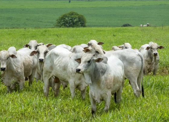 pecuária bovina, boi gordo, Nigéria