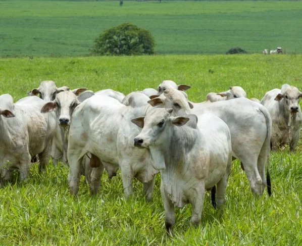 pecuária bovina, boi gordo, Nigéria