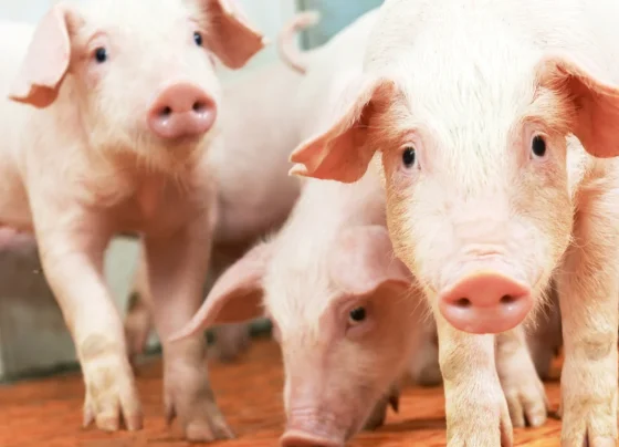 suínos, circovirose, reprodução suína