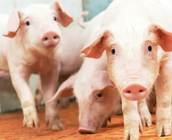 suínos, circovirose, reprodução suína