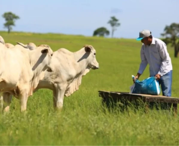 Suplementação de bovinos a pasto. Foto: Divulgação