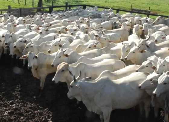 atualização de rebanho bovino, preços, arroba do boi gordo, pecuária, boi